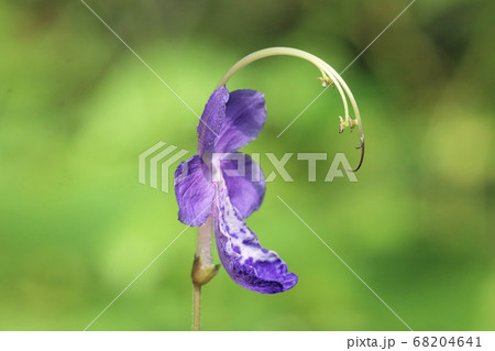 カリガネソウの花 68204641