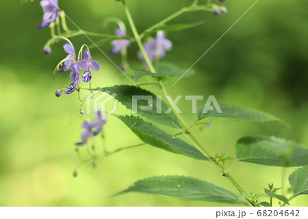 カリガネソウの花 カリガネソウの花 68204642