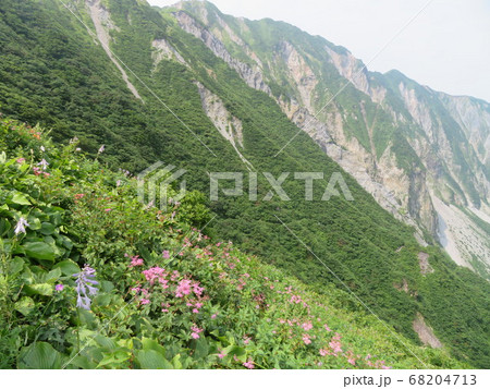 夏の大山、ユートピアは癒しのお花畑 68204713