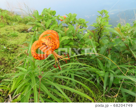 夏の大山、ユートピアは癒しのお花畑 68204749