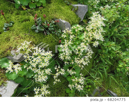 夏の大山、ユートピアは癒しのお花畑 68204775