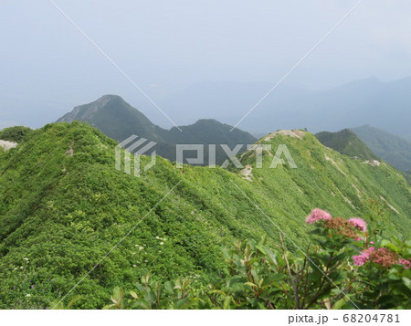 夏の大山、ユートピアは癒しのお花畑 68204781