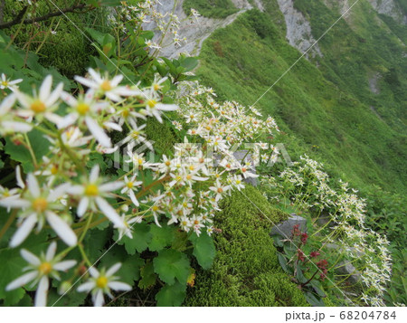 夏の大山、ユートピアは癒しのお花畑 68204784