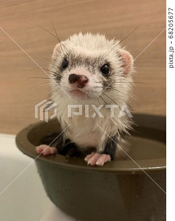 フェレット お風呂 ペットの写真素材