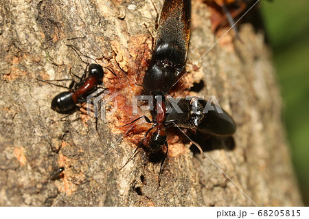 オオナガコメツキとムネアカオオアリ オオナガコメツキとムネアカオオアリ 68205815