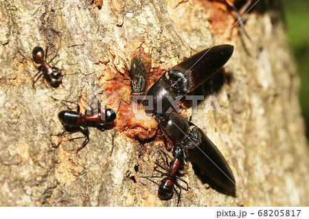 オオナガコメツキとムネアカオオアリ オオナガコメツキとムネアカオオアリ 68205817