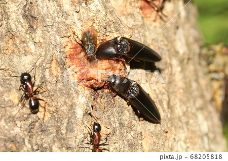 オオナガコメツキとムネアカオオアリ オオナガコメツキとムネアカオオアリ 68205818