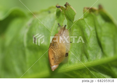 オカモノアラガイ 68205918