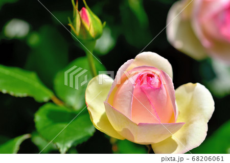 色とりどりの美しいバラ 68206061