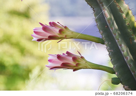 サボテン 鬼面角の花の写真素材