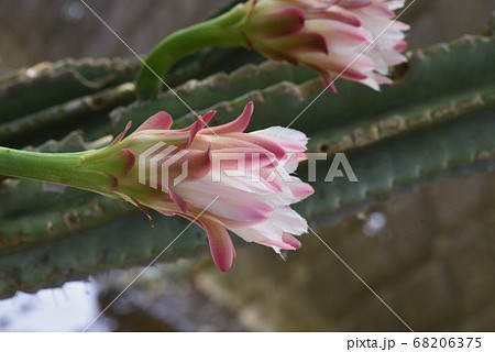 サボテン 鬼面角の花の写真素材