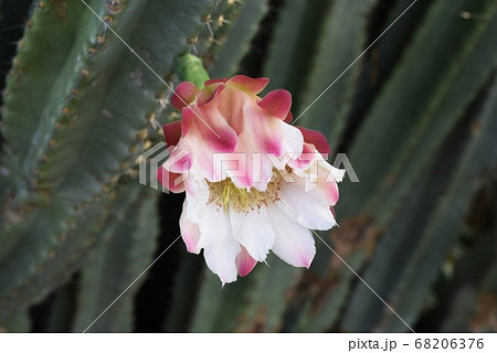 サボテン 鬼面角の花の写真素材