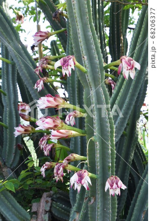 サボテン・鬼面角の花 68206377