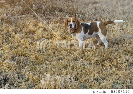 Beagle dog tree color outdoor in grass 68207116