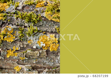 Bark of tree with few types of moss and place for text Bark of tree with few types of moss and place for text 68207199