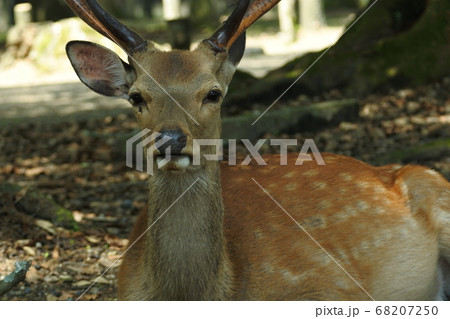 ニホンジカ 牡鹿が木陰でしゃがんで休んでいるの写真素材
