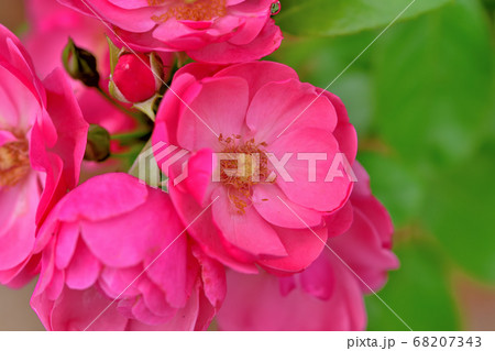 色とりどりの美しいバラ 68207343