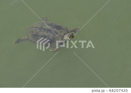 山田池公園 山田池公園 68207420