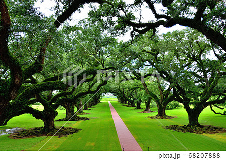 アメリカ南部大農園オークアレイプランテーション巨大な樫の木の写真素材 6078