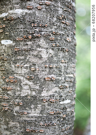 ソメイヨシノの樹皮	 ソメイヨシノの樹皮	 68207956