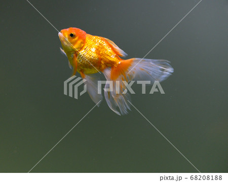 アクアリウム 魚 鑑賞 金魚 かわいいの写真素材 6081