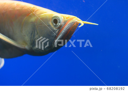 アルビノシルバーアロワナ Arowana アクアリウム の写真素材