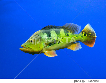 ピーコックバス・シクリッド・peacock bass(アクアリウム) ピーコックバス・シクリッド・peacock bass(アクアリウム) 68208198