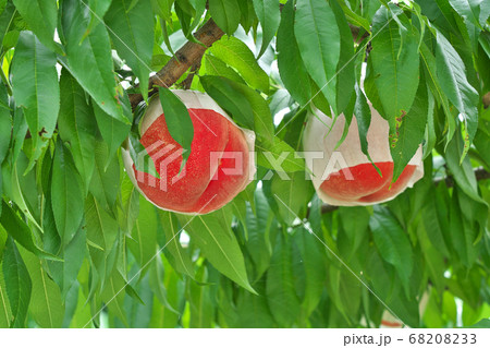 桃源郷の桃畑 (あら川の桃畑) 和歌山県紀の川市桃山町 桃源郷の桃畑 (あら川の桃畑) 和歌山県紀の川市桃山町 68208233