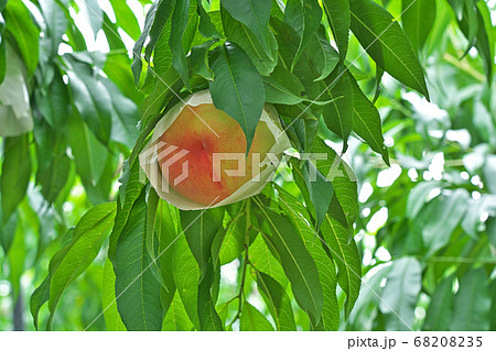 桃源郷の桃畑 (あら川の桃畑) 和歌山県紀の川市桃山町 桃源郷の桃畑 (あら川の桃畑) 和歌山県紀の川市桃山町 68208235
