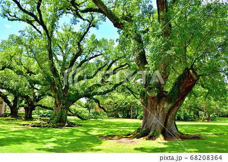 アメリカ南部大農園オークアレイプランテーション巨大な樫の木の写真素材 6064