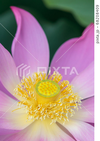 蓮の花　初夏のイメージ 68208409