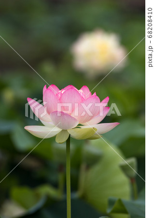 蓮の花　初夏のイメージ 68208410
