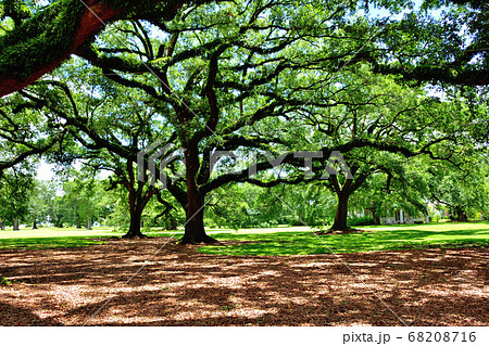 アメリカ南部大農園オークアレイプランテーション巨大な樫の木の写真素材