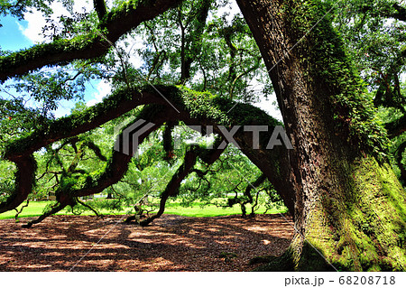 アメリカ南部大農園オークアレイプランテーション巨大な樫の木の写真素材
