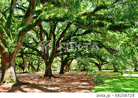 アメリカ南部大農園オークアレイプランテーション巨大な樫の木の写真素材