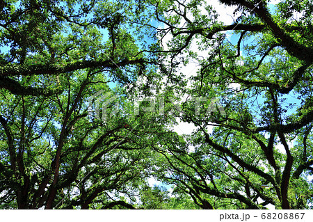 アメリカ南部大農園オークアレイプランテーション巨大な樫の木の写真素材 6067