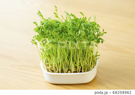 豆苗栽培 68208962