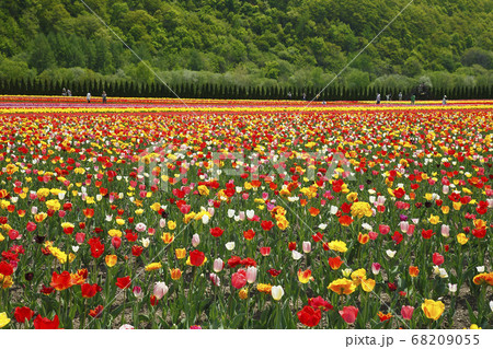 かみゆうべつチューリップ公園 68209055