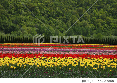 かみゆうべつチューリップ公園 68209060
