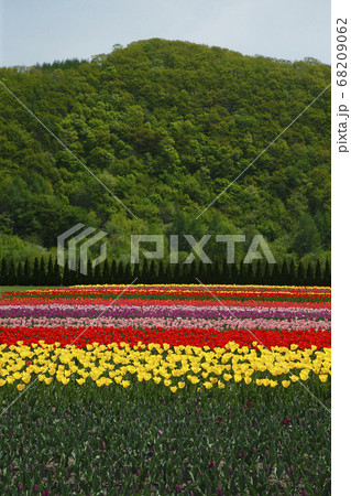 かみゆうべつチューリップ公園 68209062