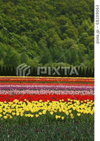 かみゆうべつチューリップ公園 68209063