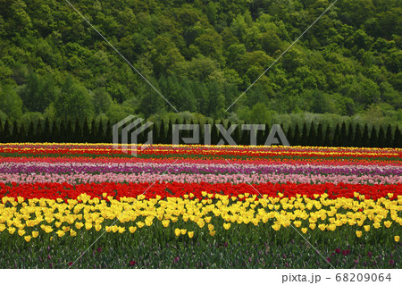 かみゆうべつチューリップ公園 68209064