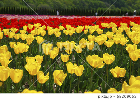 かみゆうべつチューリップ公園 68209065