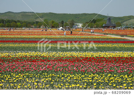 かみゆうべつチューリップ公園 68209069
