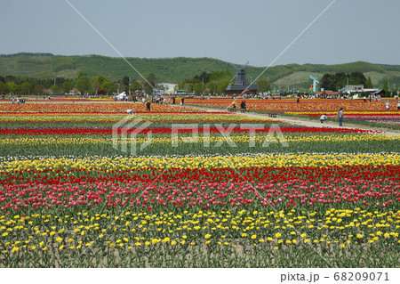 かみゆうべつチューリップ公園 68209071