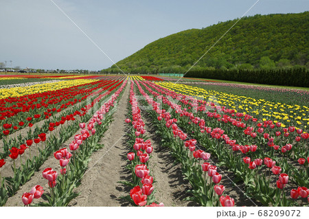 かみゆうべつチューリップ公園 68209072