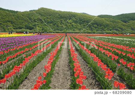 かみゆうべつチューリップ公園 68209080