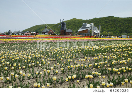 かみゆうべつチューリップ公園 68209086