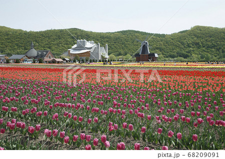 かみゆうべつチューリップ公園 68209091