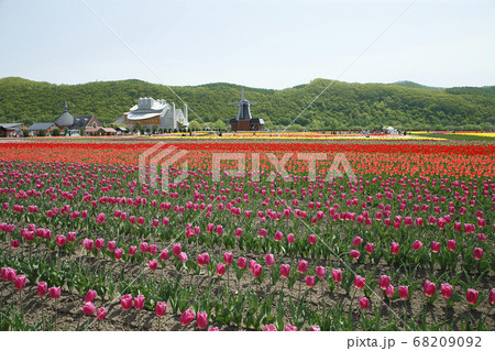 かみゆうべつチューリップ公園 68209092